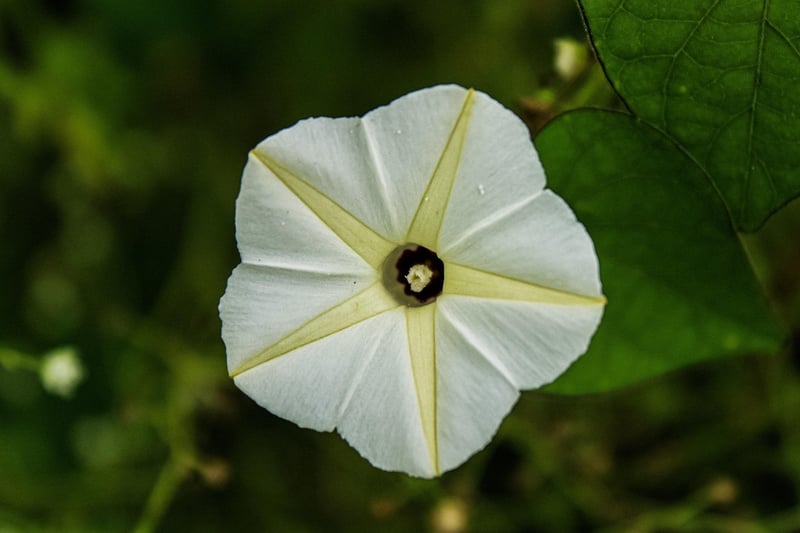 Moonflower